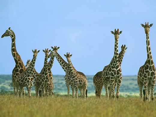 Giraffe Symbolism