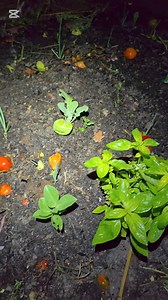 216K views · 1.8K reactions | Ma vie en forêt  Découvertes nocturnes et ceuillette de Crapauds  sous la pluie  #viesauvage #vivreenforet #offgridliving #foret #naturelovers | Je suis Férale | Facebook