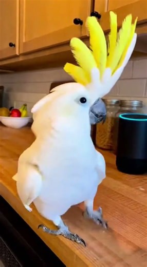 Parrot Dance Show Perfectly Synced to the Beat