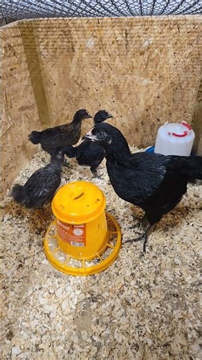 Cuteness Overload! 😍 These Amazing Chickens Are Too Sweet to Handle 🐥💕