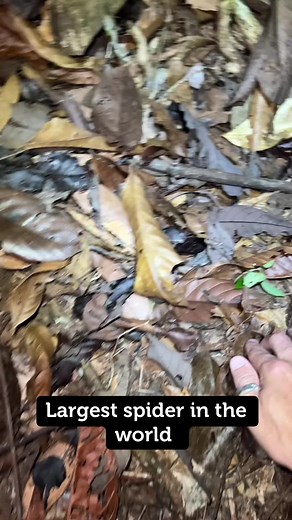 Goliath Birdeater: Largest Spider in the World