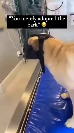 Pug Batman: Unmasking the Cutest Superhero Dog