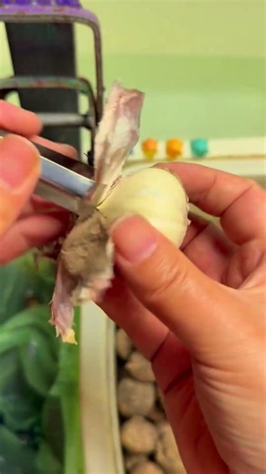 Simad farm technique - easy way to peel garlic with simple tools #shorts #farm