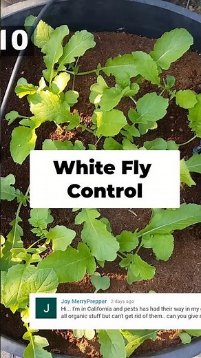 Get Rid of Whiteflies Organically! 💦 Water Jet, Neem Oil & Insecticidal Soap