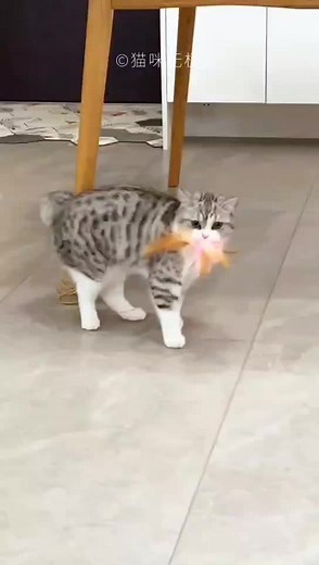 Playful Cat Batting Pink Toy: Adorable Indoor Moments