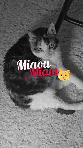 Jeanfi | Fini les friandises 🫷On vise le summer body avec Duchesse 🐱✨ #summerbody #humour #comedie #chat #sketch | Instagram