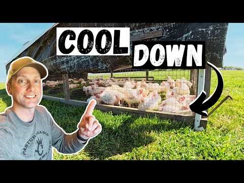 How We Beat the Heat on Our Farm (Animals Stay Cool)