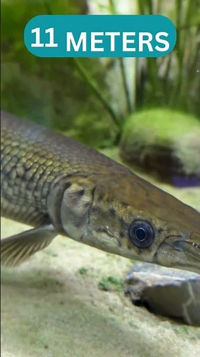 Oarfish – The Mysterious Deep Sea “Doomsday Fish” 😱