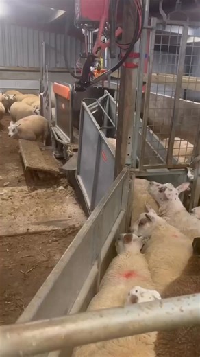 When your sheep volunteers for weigh-in day… 🐑💪 ‘Don’t worry, I’ve got this!' 🎯 Hands-free AND sheep-approved. Weighing (and dagging/tagging,drenching,foot treatments and more) just got easier (even they agree). Take a look at the Combi Clamp and weigh frame here https://heyor.ca/SjJfBB | Ritchie Agricultural