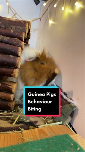 Is it ok when guinea pigs are biting? #guineapigfacts #guineapigcare #guineapiglove #guineapigs #guineapigbehavior