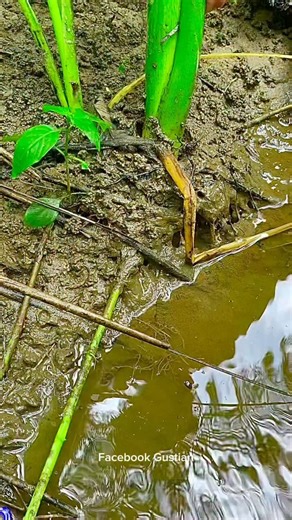 Gustian Gus Tian on Instagram: "wow😱amazing!! taro roots on the riverbank contain hundreds to millions of gold dust and gold grains #gold #goldprospecting #goldprospector #roots #goldpanner #goldseeker"