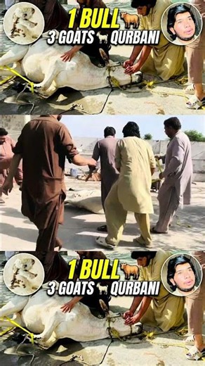 1 Bull + 3 Goats Qurbani 🐂🐐 | Funny Eid Vlog 2026