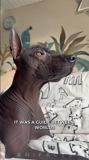 Xoloitzcuintli: The World's Oldest Dog Breed
