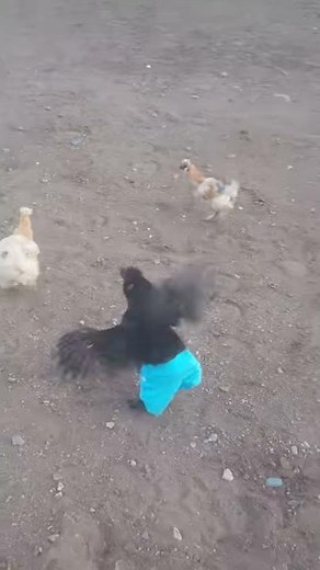 Chicken Runs Around Wearing Blue Pants