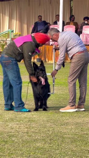 Understanding the Black German Shepherd Breed