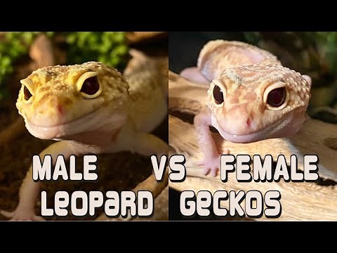 Male vs Female Leopard Geckos | Which Make Better Pets?