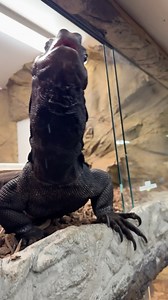 71K views · 5.8K reactions | GILLY is eating like a TRUE SCAVENGER 年 He’s all about those scraps  His favorite (like most of them) is jumbo shrimp  And crab 呂 My personal favorite is the lobster 咽 | The Reptile Zoo | Facebook