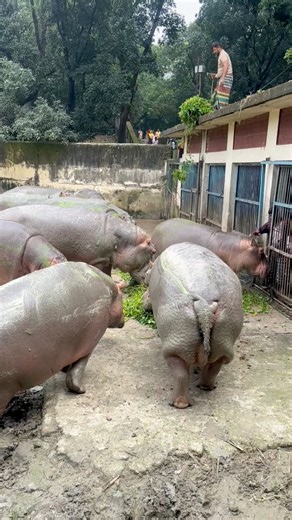 Hungry hippos on the move Walking for their meal, catching food from above! 🌿🍉 #Hippo #WildlifeVibes #NatureLovers #ViralVideo #AnimalPlanet #WildlifePhotography #HipposOfAfrica #NatureReels #ViralReel | Serene Safari