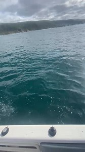 PLETT DEEP SEA FISHING COMPETITION: Andrew Wood, a member of the Plett Angling Association, goes through the motions of releasing a 7,7kg Garrick during the Plett Ski Boat Club’s Christmas family deep sea fishing competition. All endangered species like Garrick, rock cod, Black Musselcracker, Red Steenbras and Red Stumpnose are weighed and measured on the boat before being tagged and released. | Knysna-Plett Herald
