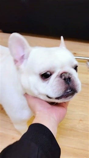 Seriously! Did this "giant toad" never sleep in its past life? #FrenchBulldog #FunnyCutePets #Sil...