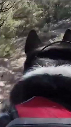 Moment Fearless Dogs Chase Bear Away From Neighborhood in Wild Footage #shorts