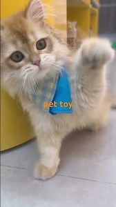 pet toy #cat