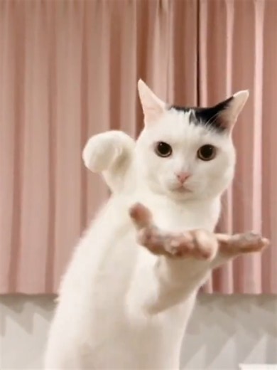 Collaboration | cat dance