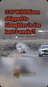 788 reactions · 42 shares | 330 wild bison shipped to slaughter in...