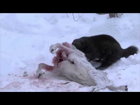 David Attenborough|BBC Planet Earth| Wolverine