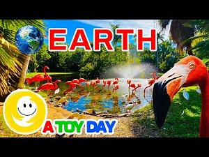 Flamingos for babies | 🦩🦩🦩 Educational video for kids about pink flamingos 🦩🦩🦩 | Earth and flamingos