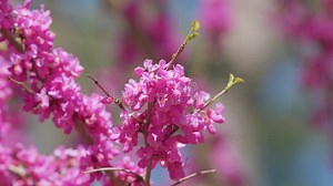 árbol Floreciente De Judas. Comúnmente Conocido Como Judas Tree Es Un Pequeño árbol Caducifolio. Cerrar. Metrajes - Vídeo de brillante, cierre: 290301328