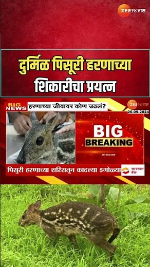 Ambernath Pisuri Deer | दुर्मिळ पिसूरी हरणाच्या शिकारीचा प्रयत्न, शरीरात आढळल्या ५ गोळ्या