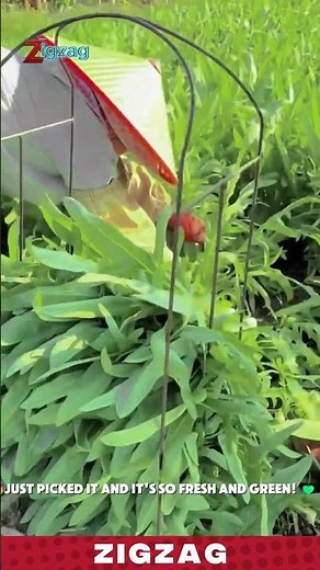 Simple & Efficient Vegetable Stacking Frame for Neat Harvesting in Farms