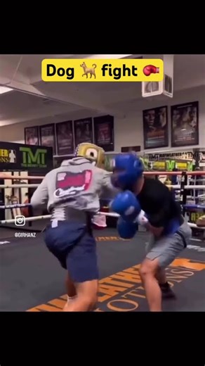 TWO DOGS FIGHT #boxing #boxinglife #fightprep #boxingtraining #youthboxing