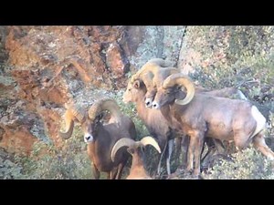 Desert bighorn sheep hunt in Arizona Pope and Young world record