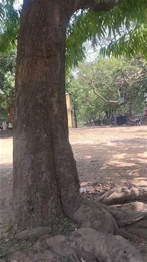 apna college 🤗 #lifeisbutadream #ihavethisthingwithplants #nature #nothingimposibleinthisworld