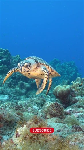 How Sea Turtles Find Their Way Home