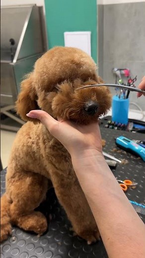 Teddy bear cut on a poodle