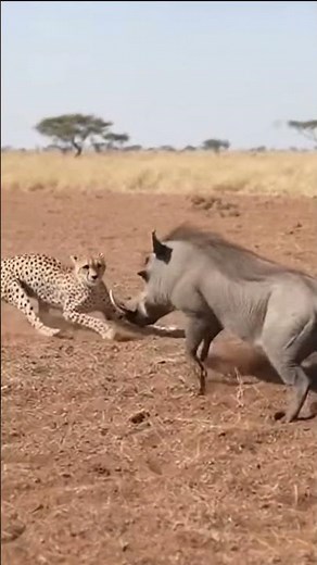 Warthog vs Cheetah | Hunter Becomes the Hunted