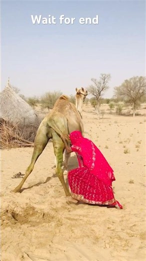Camel's Best Comedy Performance 🐪 #shorts