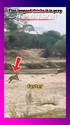 Leopard Stalks an Antelope... But What Happens Next? 😱 #wildliferescue #africa #birds