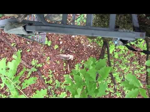 Bobcat climbs tree with hunter!!!