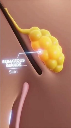 Exocrine Glands: Direct Secretion System #shortvideo