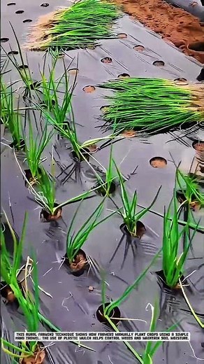 Simple Farming Tool Used by Farmer to Harvest Vegetables Efficiently #AgriculturalInnovation