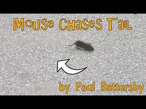 Mouse Chases Tail - runs in circles until exhaustion (live video)