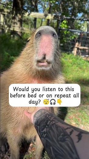 Capybara Makes the Cutest Squeaky Sounds While Getting Scratched 🐹💜 | The Sound of Pure Joy - Crea