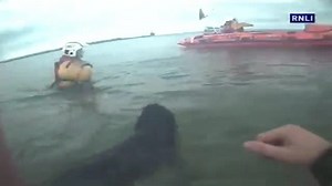 Labrador salvato in mare aperto, aveva perso orientamento