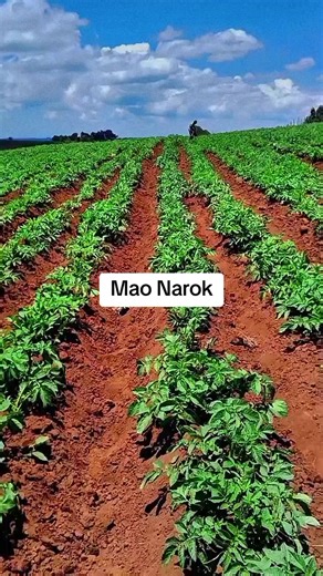 𝗔𝗙𝗥𝗜𝗖𝗔𝗡 𝗖𝗨𝗟𝗧𝗨𝗥𝗘 (@254_fredy)’s videos with African Sunset - African Tribal Orchestra