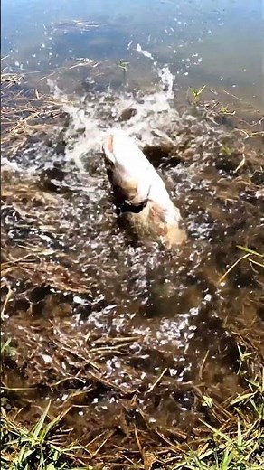 😱 CRAZY FISH BITE! 45 SHOCKING Attacks! 🎣 You Won't Believe #2! 🤯