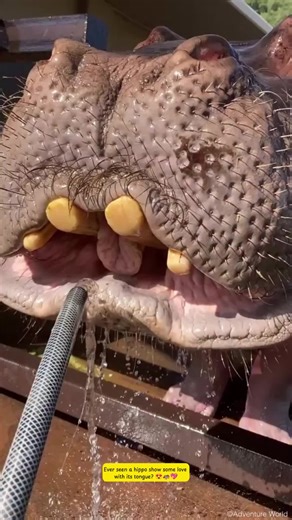 Hippopotamus drinking water just got a whole lot sweeter 😍🦛💦 Check out this hippo heart shaped tongue as he enjoys a refreshing drink from a hose 😹👏 It’s the ultimate hippo cute moment and makes you appreciate the little joys of hippo hydration 🦛💦✨ 🎥 Credit to @adventureworld_official for this cute video ➡️ Follow us for more content like this🐾💕 Tag a friend who needs this smile today 👇 #CreatureCops #HippopotamusDrinkingWater #HippoHeartShapedTongue #HippoCuteMoment #HippoTongueHeart